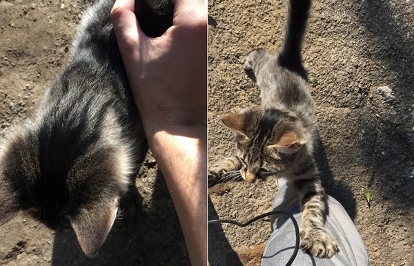 就決定是你了！小貓一眼決定鏟屎官　肉墊「啪」的蓋上去（圖／翻攝自reddit：@microdipodops）