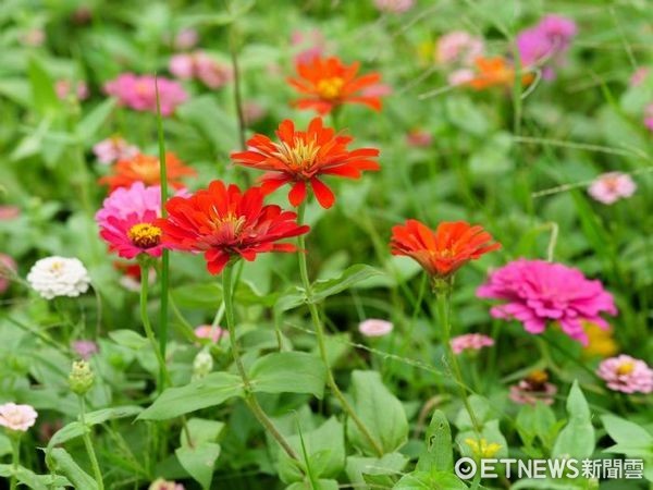 ▲▼目前楊梅場可開車達花區觀賞粉色大波斯菊、黃波斯菊盛開。（圖／桃園市政府農業局提供）