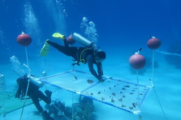 ▲▼黃暉與團隊在海底種珊瑚。（圖／記者吳定軒攝）