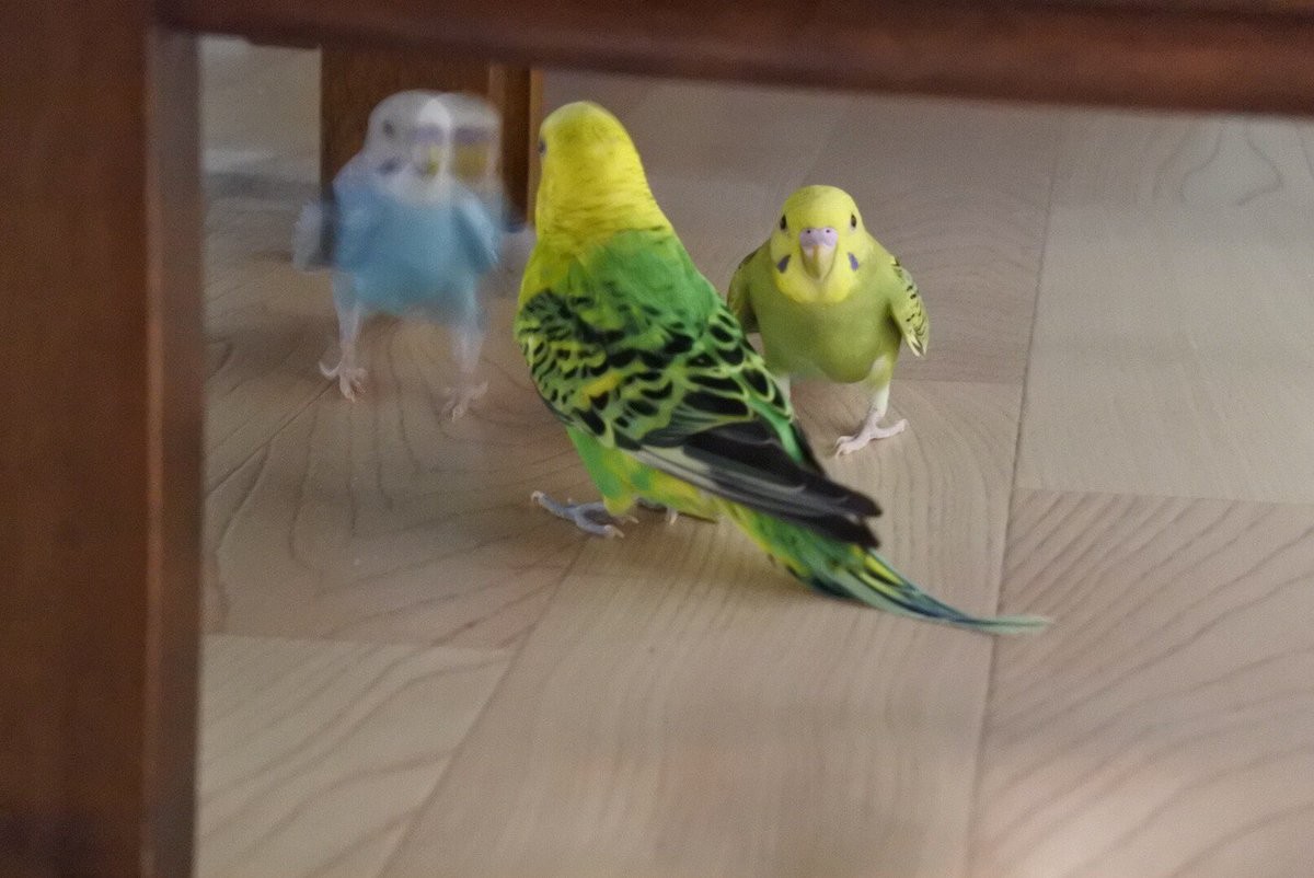 ▲▼推特流行「鳥鳥失敗攝影大賽」。（圖／翻攝自推特，鳥の写真ヘタクソ選手権）