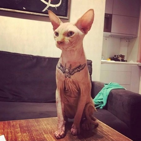 烏克蘭辣妹伊萬尼卡亞(Elena Ivanickaya)幫她的貓紋身。（圖／翻攝自yasha_kot的Instagram）