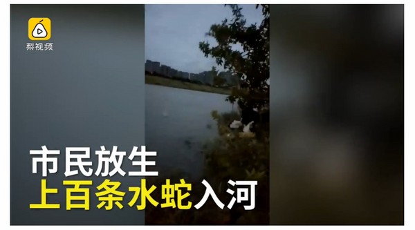 大媽放生「上百條水蛇」又游回岸　馬路上到處都是蛇屍。（圖／翻攝自大陸《梨視頻》）