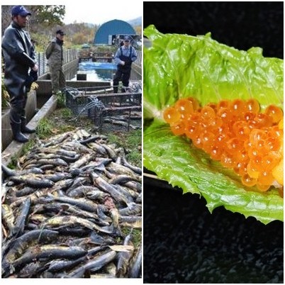 ▲▼北海道鮭魚被挖肚取卵。（左圖／翻攝自北海道新聞，右圖／記者徐文彬攝）