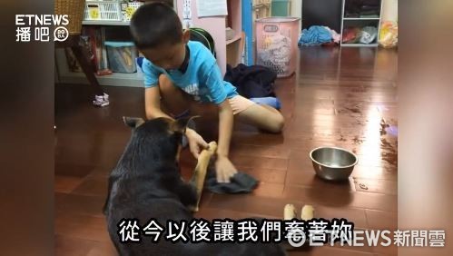 ▲膽小狗米妮領養4天就被退　新主人「大碗雞湯」賄賂成真正家人。（圖／播吧／浪浪別哭）