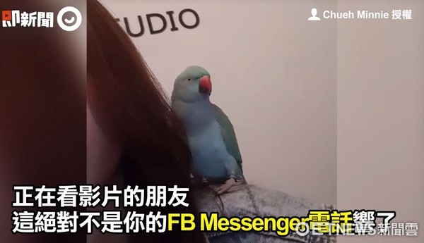 ▲鸚鵡模仿FB Messenger來電！「鈴鈴鈴」太逼真，媽媽分不清楚。（圖／翻攝自即新聞）