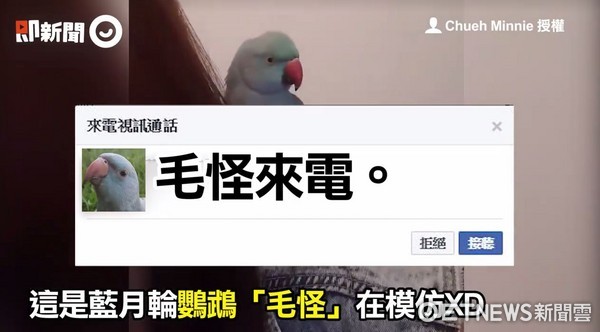 ▲鸚鵡模仿FB Messenger來電！「鈴鈴鈴」太逼真，媽媽分不清楚。（圖／翻攝自即新聞）