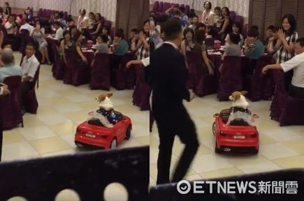 ▲最萌花童！蓬裙柯基「開車」領新人進場　網羨慕：夢幻婚禮。（圖／網友Kris Ting提供）