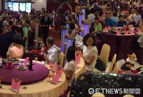 ▲最萌花童！蓬裙柯基「開車」領新人進場　網羨慕：夢幻婚禮。（圖／網友Kris Ting提供）