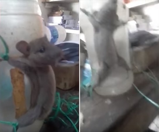 ▲▼印度店主拉馬納（Melahalli Ramanna）虐待老鼠。（圖／翻攝自YouTube／News World）