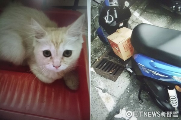 小貓遭棄機車踏板...民眾檢舉成功　北市動保處給1.8萬獎金（圖／台北市動保處提供）