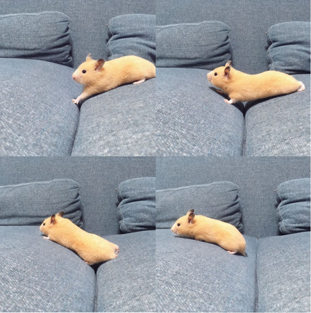 黃金鼠沙發上伸懶腰，橫跨兩坐位...秒變超軟Q花生麻糬。（圖／翻攝自Twitter@ganmo_chan。）