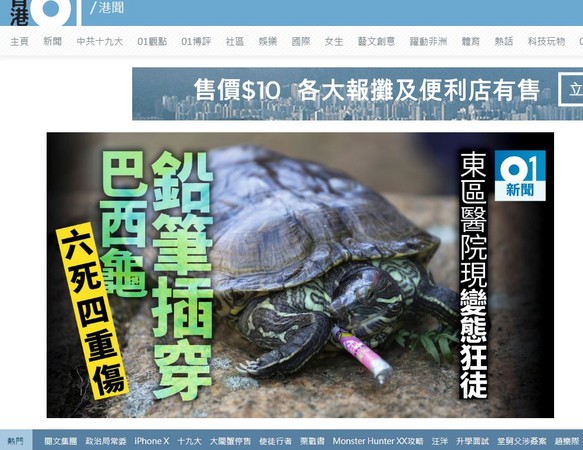 香港醫院巴西龜遭虐，鉛筆貫穿頭尾慘死。（圖／翻攝自《香港01》）