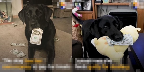 聰明狗狗到處蒐集錢　拿給媽媽買零食（圖／翻攝自The dodo）