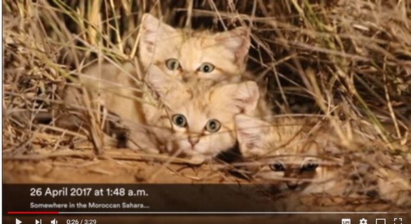 ▲▼沙漠貓。（圖／翻攝自Sand Cat Sahara Team YouTube）