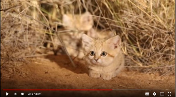 ▲▼沙漠貓。（圖／翻攝自Sand Cat Sahara Team YouTube）