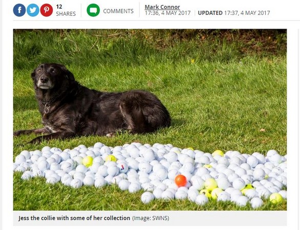 ▲汪的報恩！牧羊犬12年撿5萬顆高爾夫球　爺爺送到商店都拒收。（圖／翻攝自英國《鏡報》(Mirror)）