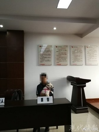 ▲▼博美養半年成大狗　怒告寵物店詐欺。（圖／翻攝自人民網微博）