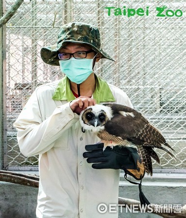 ▲▼大眼睛褐林鴞搬新家 事前接受飛行訓練（圖／臺北市立動物園提供）