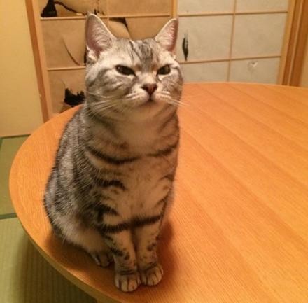 ▲撞破紙門死不認錯　被主人責罵時還露出一臉不耐煩（圖／翻攝自Twitter @Kakutamitsuyo。）