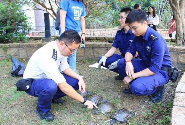 ▼愛護動物協會人員帶回4隻重傷烏龜。圖／翻攝自香港01）