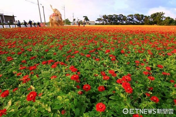 ▲桃園彩花節楊梅花區漸層花海及藝術品—擬.生花。（圖／桃園市政府農業局提供）