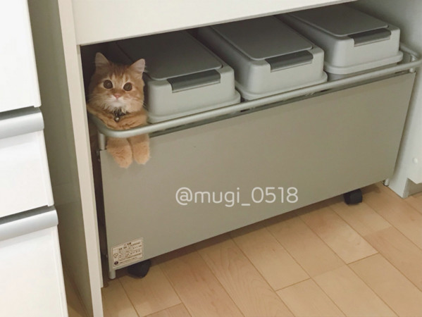 橘貓硬擠回收箱旁站著，睜大眼監督奴才垃圾分類。（圖／翻攝自Twitter@mugi_0518。）