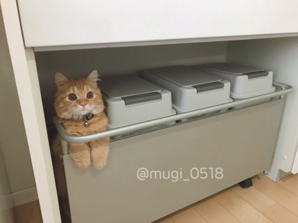 橘貓硬擠回收箱旁站著，睜大眼監督奴才垃圾分類。（圖／翻攝自Twitter@mugi_0518。）