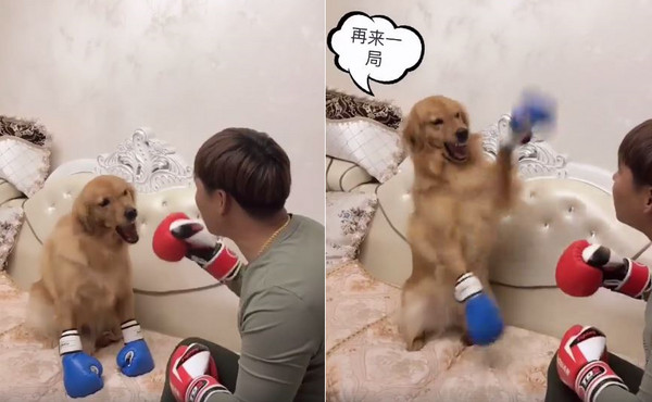 黃金汪一拳被把拔KO。（圖／翻攝自旺旺仙貝粉絲專頁）