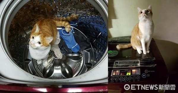▲▼阿嬤罩的貓！收服全家人　掉洗衣機出不來…媽：真了然。（圖／網友郭宿惠提供）