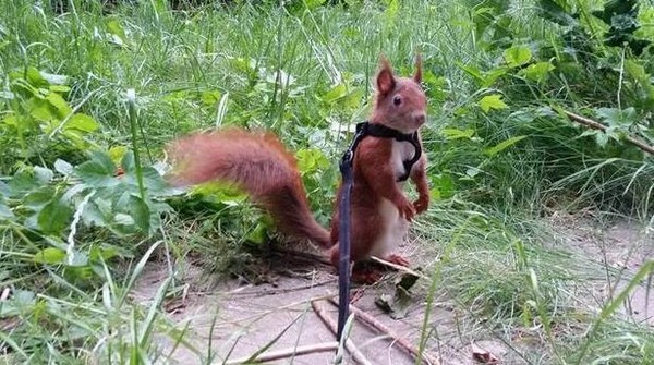 紅松鼠「丁丁」。（圖／翻攝自Instagram@tintin_the_squirrel）
