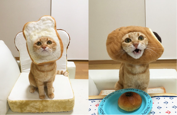 橘虎斑貓戴上「菠蘿麵包」頭套，瞬間變身呆萌大餅臉喵。（圖／翻攝自Instagram@kibimomo。）