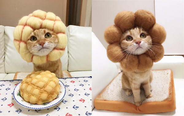 橘虎斑貓戴上「菠蘿麵包」頭套，瞬間變身呆萌大餅臉喵。（圖／翻攝自Instagram@kibimomo。）