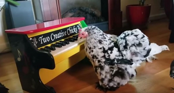 ▼母雞用嘴啄鋼琴，煞有其事譜出旋律。（圖／翻攝自YouTube／Storyful Rights Management）