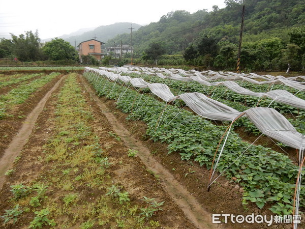 ▲「隧道棚栽培」技術讓北部人自給自足！健康種苗夢想成真。（圖／農委會提供）