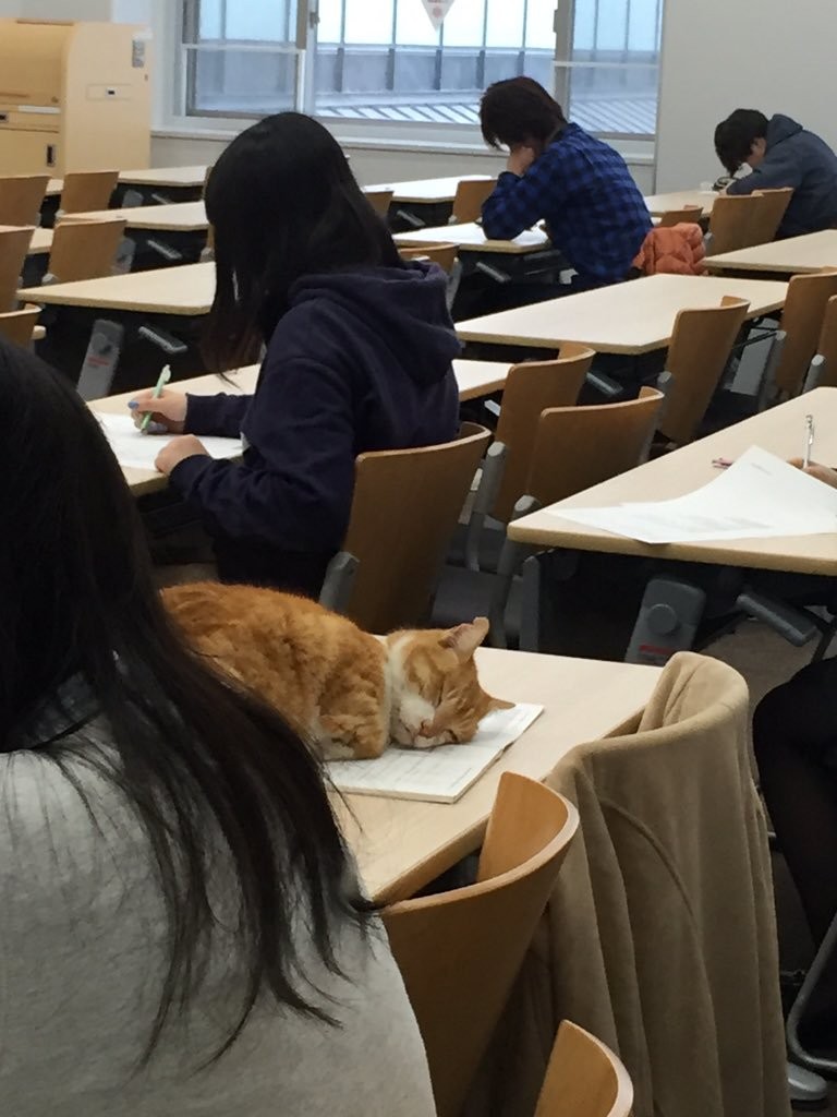 ▲▼日本大學貓咪。（圖／翻攝自推特，rely_1013）