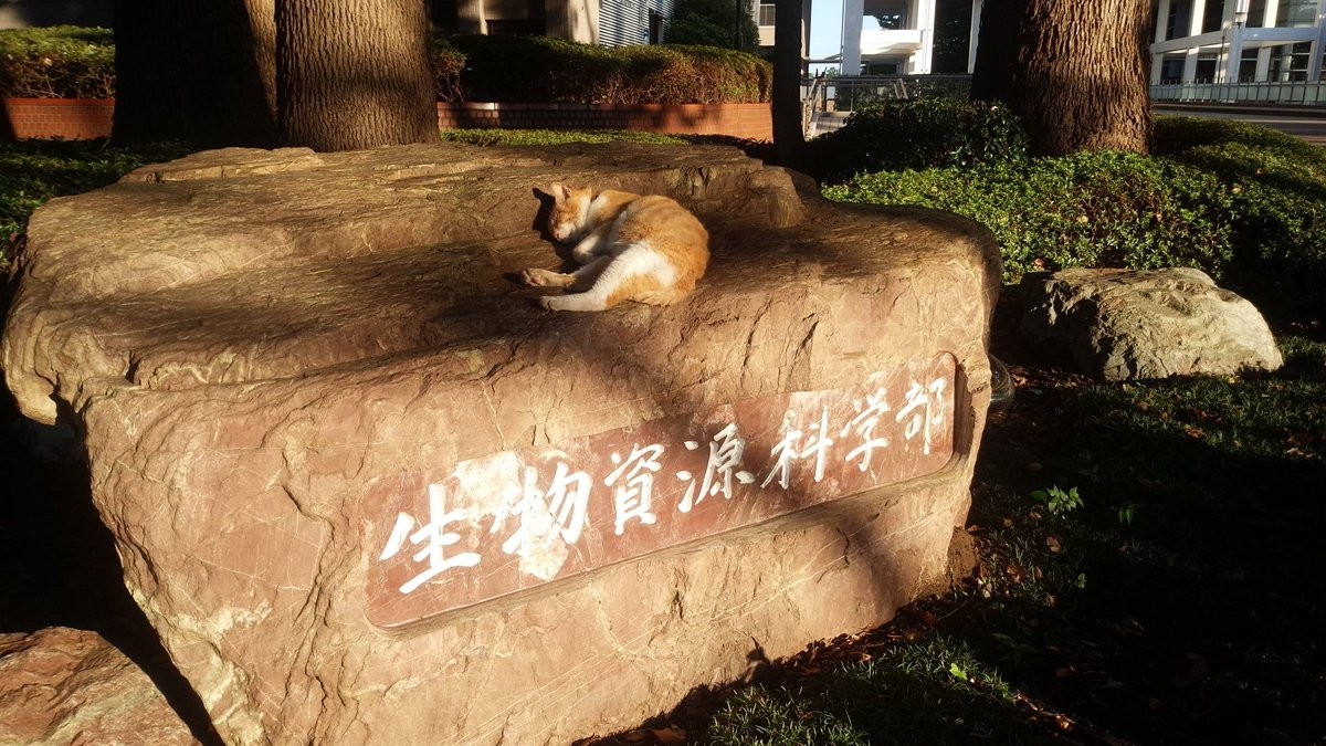 ▲▼日本大學貓咪。（圖／翻攝自推特，rely_1013）