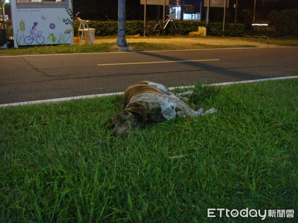 狗狗草地睡死。（圖／網友李逢銘提供）