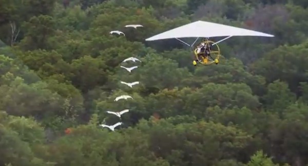 專家為復育美洲鶴，偽裝成鳥媽媽，還開飛機陪牠們飛4年（圖／youtube）