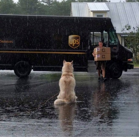 UPS快遞紀錄工作途中遇到的狗狗。（圖／翻攝自UPS Dogs粉專）