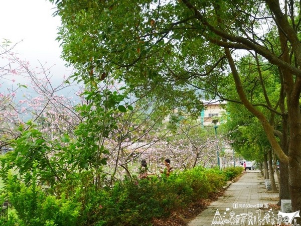 ▲南投鹿谷鄉溪頭宏億茶園景觀露營地。（圖／何師父提供）