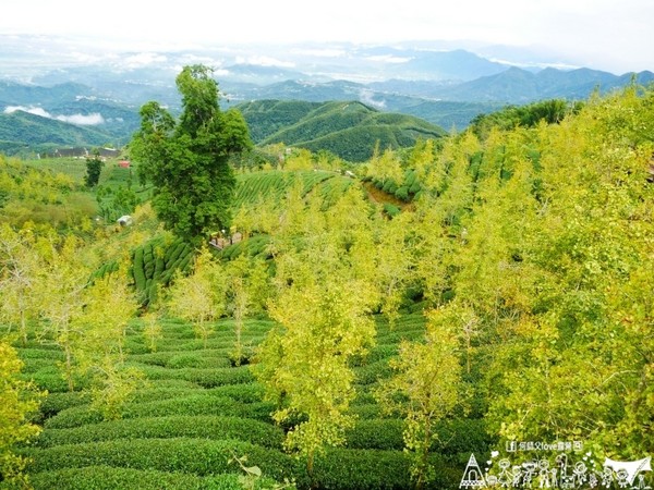 ▲南投鹿谷鄉溪頭宏億茶園景觀露營地。（圖／何師父提供）