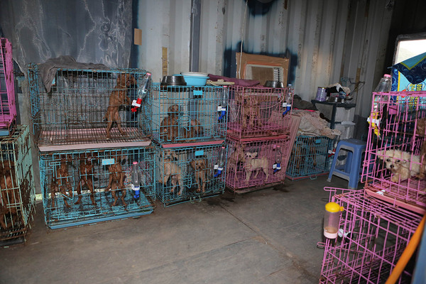 ▲▼香港警方查獲一家非法繁殖的「地獄狗場」，101隻狗嚴重營養不良。（圖／翻攝自《大公報》）