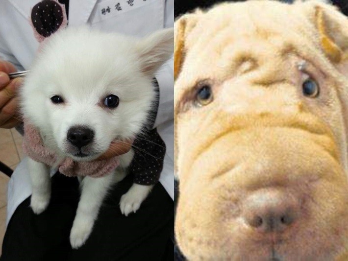 幫愛犬割眼皮 南韓興起 動物整形風 術後對比成虐待證據 療心粿 鍵盤大檸檬 Ettoday新聞雲