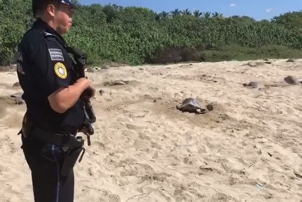 墨西哥員警守護海龜。（圖／翻攝自Policía Federal de México）