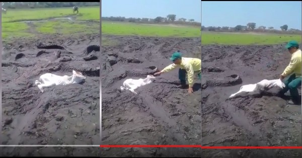 泥地裡暗藏鱷魚大軍　勇男從鱷魚口中救出虛弱小羊。（圖／翻攝自YouTube）