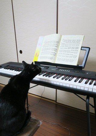黑貓伸長脖子確認樂譜，低頭看鋼琴、伸手按。（圖／翻攝自Twitter@violon_company。）