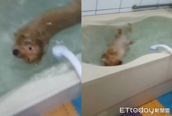 臘腸狗浴缸游泳。（圖／卡哇依寵物沙龍提供）