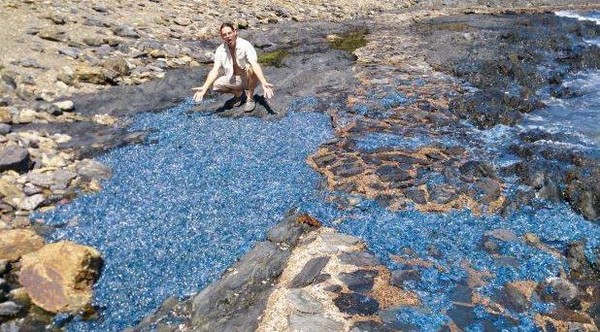 ▼一整片的藍色水母好壯觀。（圖／臉書／Los Desvelados Victor Camacho Cuenta Llena）