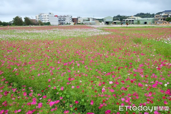 ▲桃園花彩節蘆竹、中壢會場。（圖／記者于佳云攝）