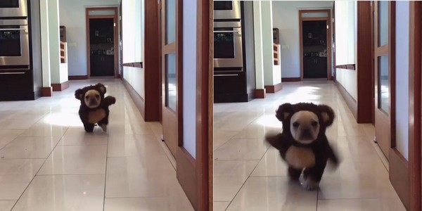 有Bear來～法鬥穿熊熊裝奔馳　兩手狂甩「啪啪啪啪」（圖／番社自Instagram：alfie_the_fawn_frenchie）